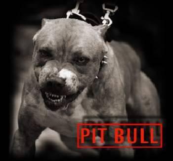 Pit bull